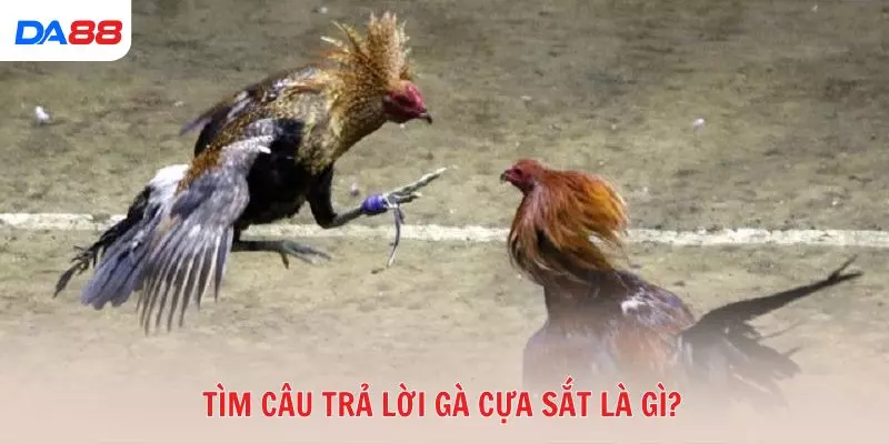 Tìm câu trả lời gà cựa sắt là gì ngay trong bài viết này